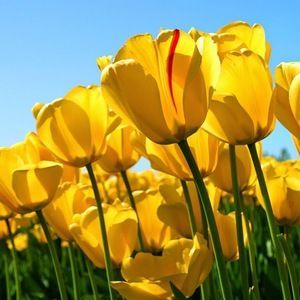 Meet your Posher, Trevina